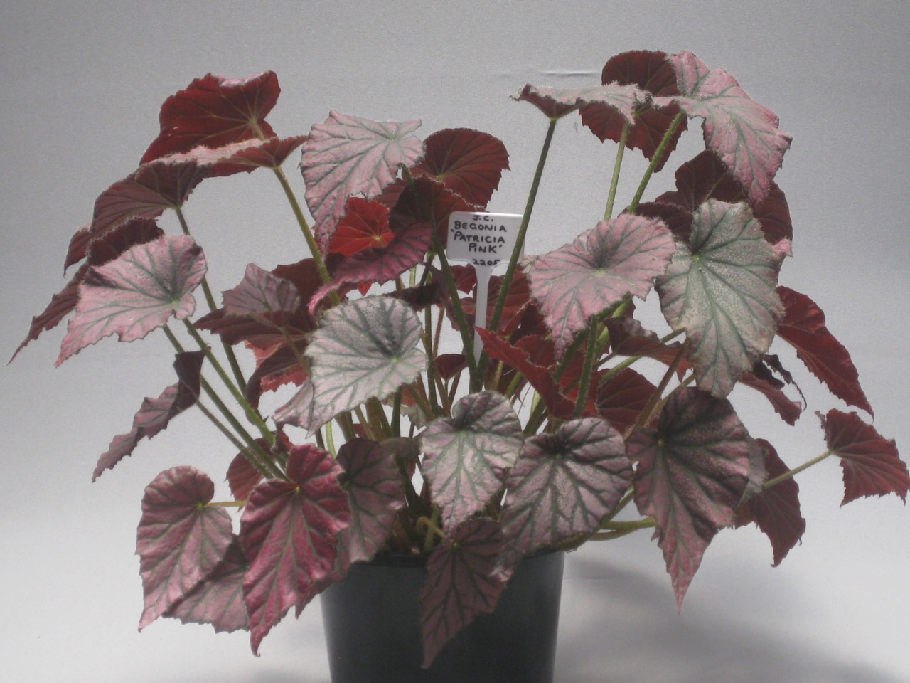 B. ‘Patricia Pink’